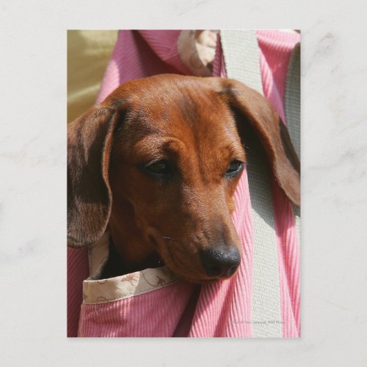 Miniatuur Dachshund Puppy met gladde haren Briefkaart (Voorkant)