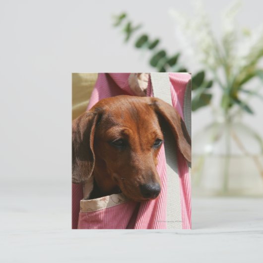 Miniatuur Dachshund Puppy met gladde haren Briefkaart (Staand voorkant)