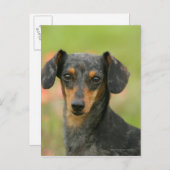 Miniatuur Dachshund Puppy met gladde haren kijkt n Briefkaart (Voorkant / Achterkant)