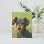 Miniatuur Dachshund Puppy met gladde haren kijkt n Briefkaart (Staand voorkant)