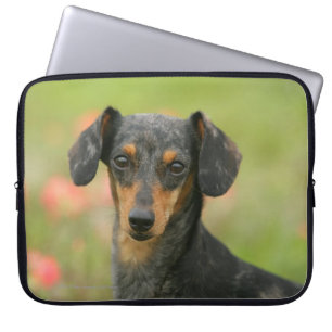 Miniatuur Dachshund Puppy met gladde haren kijkt n Laptop Sleeve