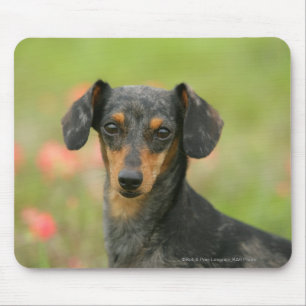 Miniatuur Dachshund Puppy met gladde haren kijkt n Muismat