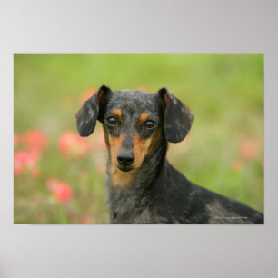 Miniatuur Dachshund Puppy met gladde haren kijkt n Poster