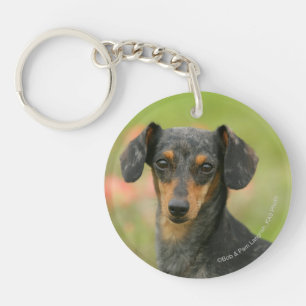 Miniatuur Dachshund Puppy met gladde haren kijkt n Sleutelhanger