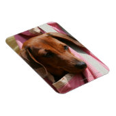 Miniatuur Dachshund Puppy met gladde haren Magneet (Rechterzijde)