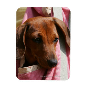 Miniatuur Dachshund Puppy met gladde haren Magneet
