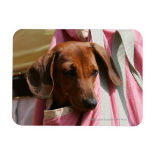 Miniatuur Dachshund Puppy met gladde haren Magneet