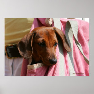 Miniatuur Dachshund Puppy met gladde haren Poster