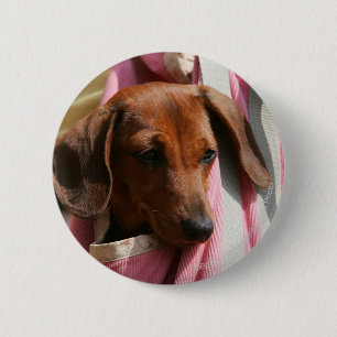 Miniatuur Dachshund Puppy met gladde haren Ronde Button 5,7 Cm