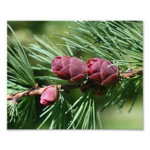Miniatuur dennenappels sluiten 8x10 foto afdruk