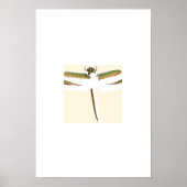 Miniatuur Dragonfly op witte achtergrond Poster (Voorkant)