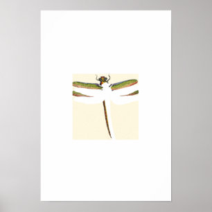 Miniatuur Dragonfly op witte achtergrond Poster