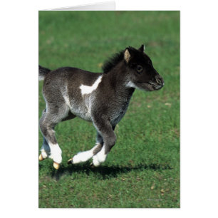 Miniatuur Foal Running