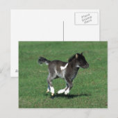 Miniatuur Foal Running Briefkaart (Voorkant / Achterkant)