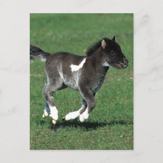 Miniatuur Foal Running Briefkaart (Voorkant)