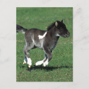 Miniatuur Foal Running Briefkaart