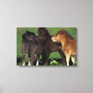 Miniatuur Foals 1 Canvas Afdruk