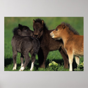 Miniatuur Foals 1 Poster