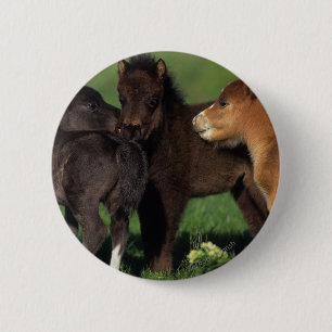 Miniatuur Foals 1 Ronde Button 5,7 Cm