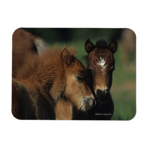 Miniatuur Foals 2 Magneet