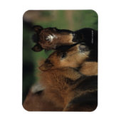 Miniatuur Foals 2 Magneet (Verticaal)