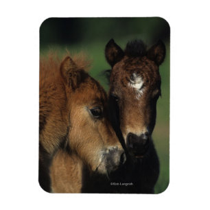 Miniatuur Foals 2 Magneet