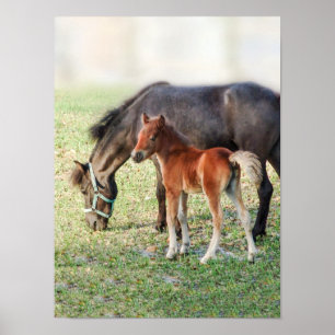 Miniatuur Horse Foal - Gepersonaliseerd Colt & Fil Poster