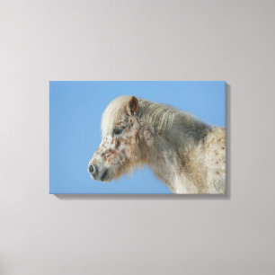 Miniatuur Horse Headshot Canvas Afdruk