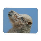 Miniatuur Horse Headshot Magneet (Horizontaal)