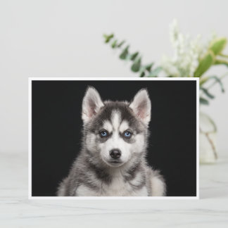Miniatuur Husky geïsoleerd op zwarte achtergrond Kaart
