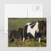 Miniatuur Mare & Foal in de bloemen Briefkaart (Voorkant / Achterkant)