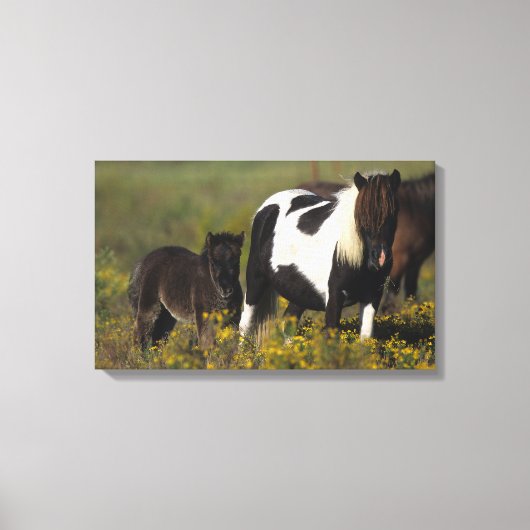 Miniatuur Mare & Foal in de bloemen Canvas Afdruk (Voorkant)