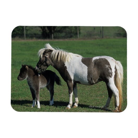 Miniatuur Mare & Foal Standing Magneet (Horizontaal)