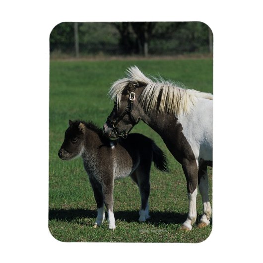 Miniatuur Mare & Foal Standing Magneet (Verticaal)