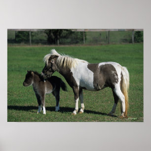 Miniatuur Mare & Foal Standing Poster