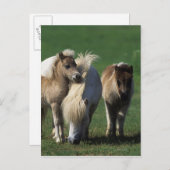 Miniatuur Mare & Foals 1 Briefkaart (Voorkant / Achterkant)