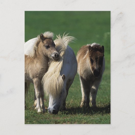 Miniatuur Mare & Foals 1 Briefkaart (Voorkant)