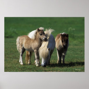 Miniatuur Mare & Foals 1 Poster