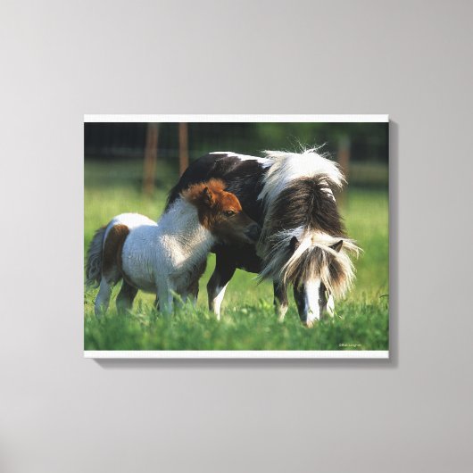 Miniatuur Mare & Foals 2 Canvas Afdruk (Voorkant)