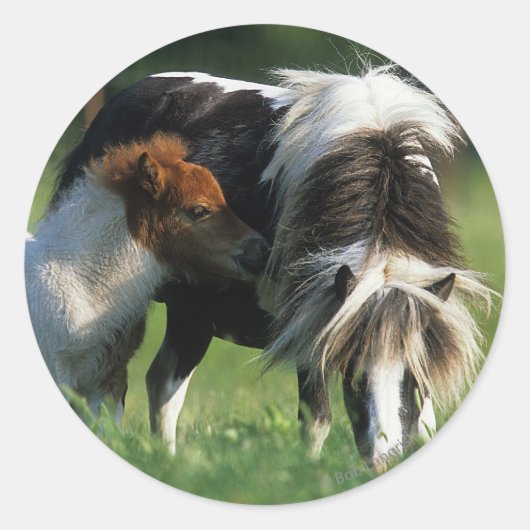 Miniatuur Mare & Foals 2 Ronde Sticker (Voorkant)