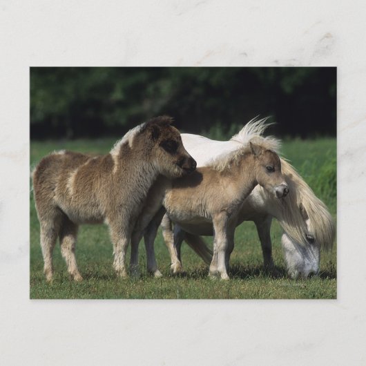 Miniatuur Mare & Foals 3 Briefkaart (Voorkant)