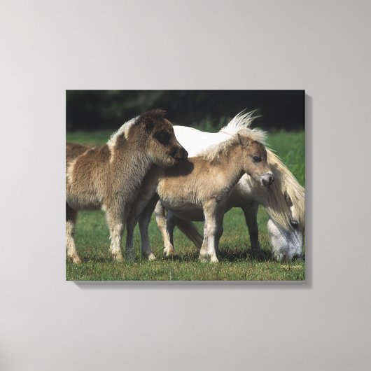 Miniatuur Mare & Foals 3 Canvas Afdruk (Voorkant)