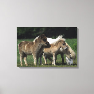 Miniatuur Mare & Foals 3 Canvas Afdruk