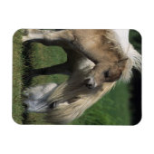 Miniatuur Mare & Foals 3 Magneet (Horizontaal)
