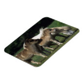 Miniatuur Mare & Foals 3 Magneet (Linkerzijde)