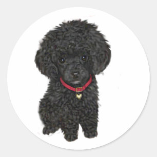 Miniatuur- of Toy Poodle - Zwart 1 Ronde Sticker