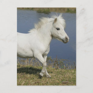 Miniatuur Paard die dichtbij Water lopen Briefkaart