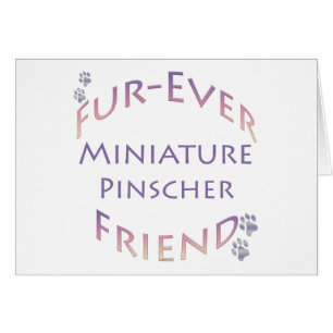 Miniatuur Pinscher Furever