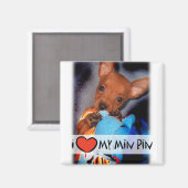Miniatuur Pinscher Magnet Magneet (Voorkant / Achterkant)