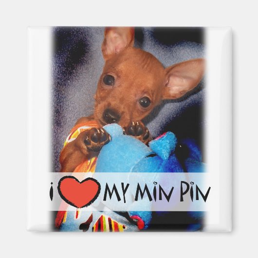 Miniatuur Pinscher Magnet Magneet (Voorkant)